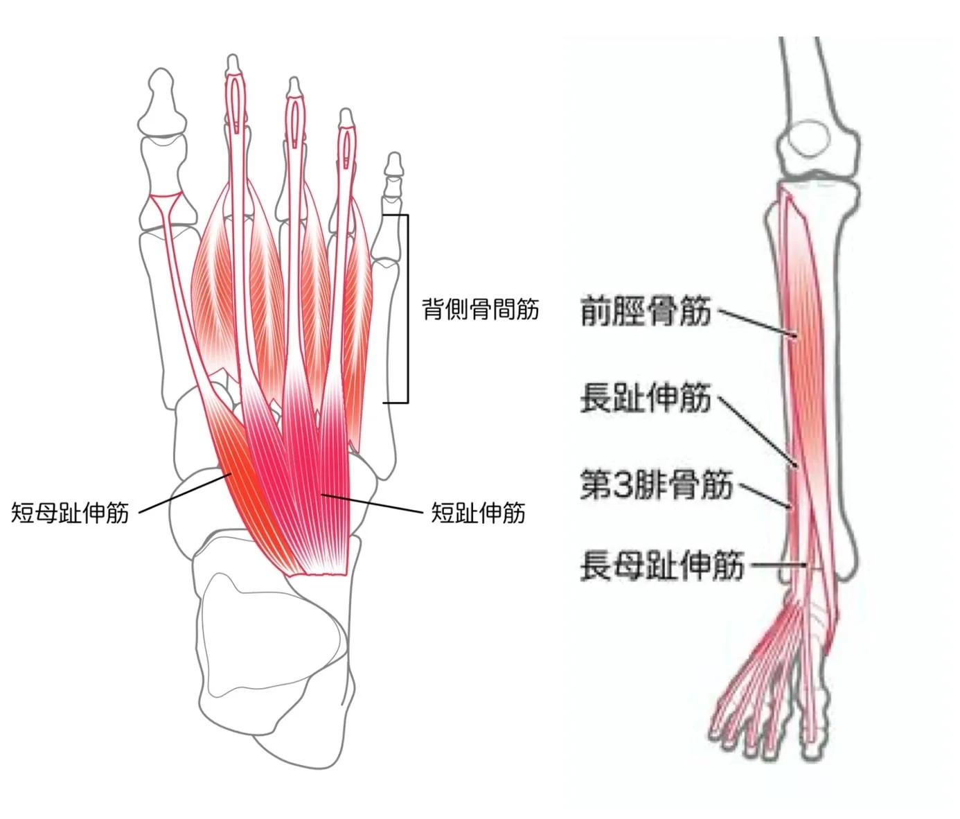 足の甲の痛みはなぜ起こる?考えられる原因と対処法